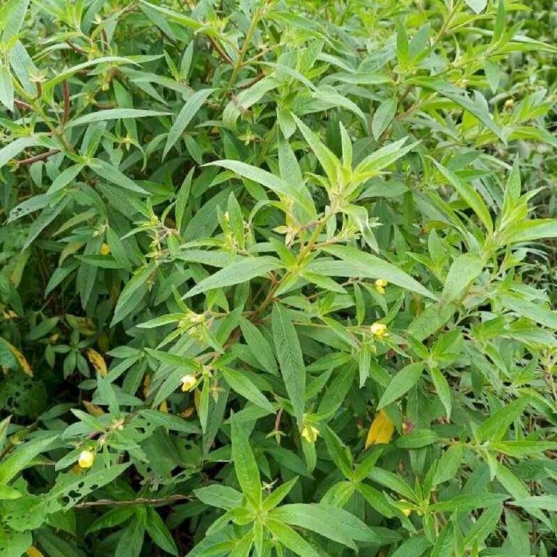 Hình ảnh cây rau mương hay còn gọi là cây rau lục, cây rau mương đất, rau mương thon, rau mương nằm