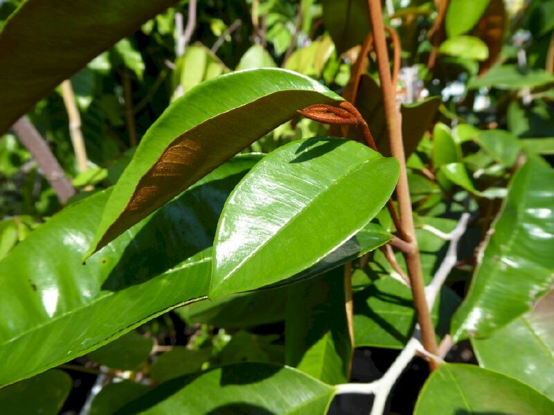 Hình ảnh lá cây vú sữa xanh tươi dưới nắng