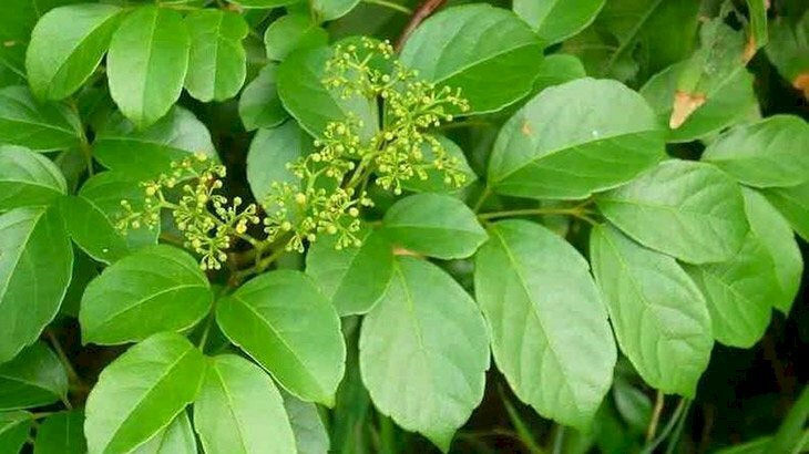 Hình ảnh chùm hoa cùng lá chè dây xanh tươi