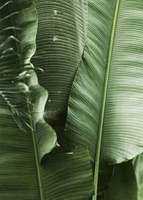 Hình ảnh tàu lá chuối tươi xanh