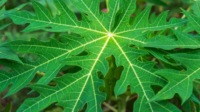 Hình ảnh lá đu đủ xanh biếc