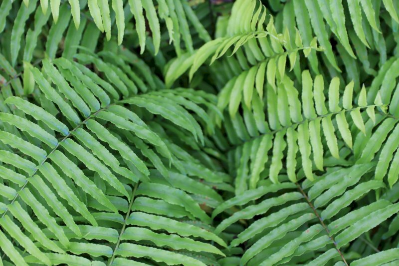 Hình ảnh của cây dương xỉ với tán lá nhọn thoan dài màu xanh lục