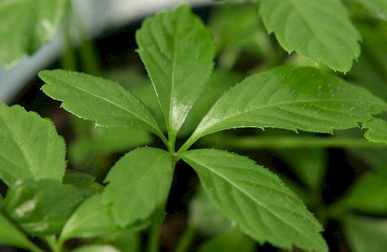 Hình ảnh lá cây giảo cổ lam, lá cây có răng, dạng xòe, thuộc loài cây thân thảo