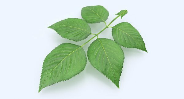 101 Hình ảnh lá cây hoa hồng, tải miễn phí 101 Hình Ảnh Lá Cây Hoa Hồng, Tải Miễn Phí