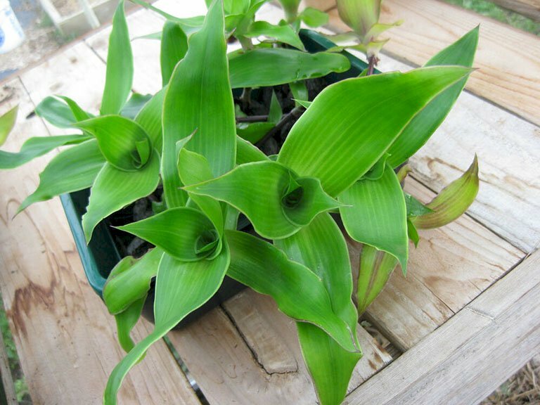 Ảnh cây lược vàng là bài thuốc hay trong Đông Y