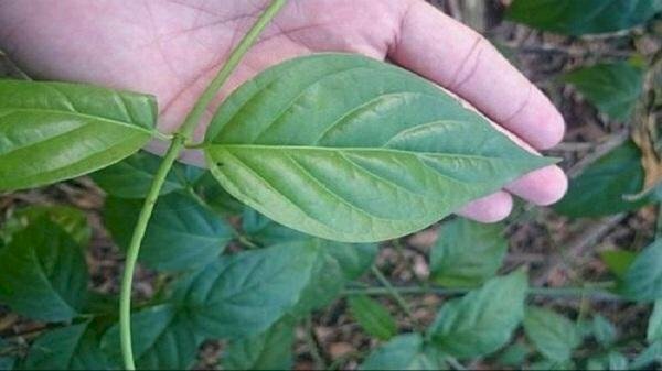 Hình ảnh lá ngón thường mọc tại vùng núi phía bắc nước ta như Hòa Bình, Cao Bằng, Hà Tây, Hà Giang, Lào Cai, Tuyên Quang