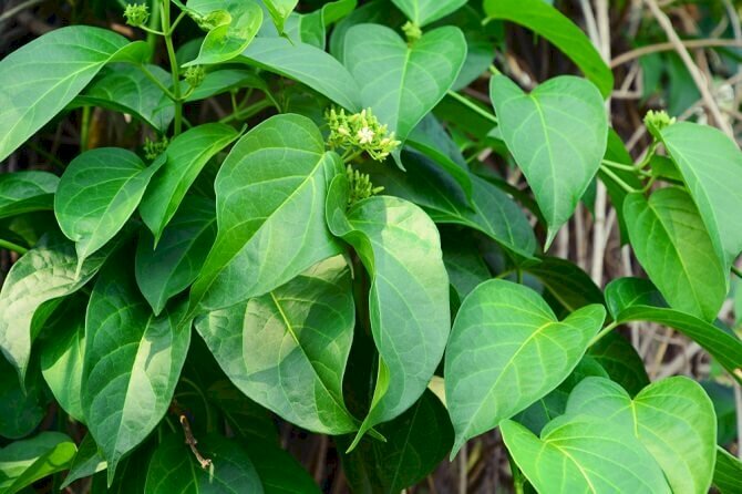 Hình ảnh cây thìa canh là loài cây thân leo mọc nhiều ở các tỉnh miền Bắc