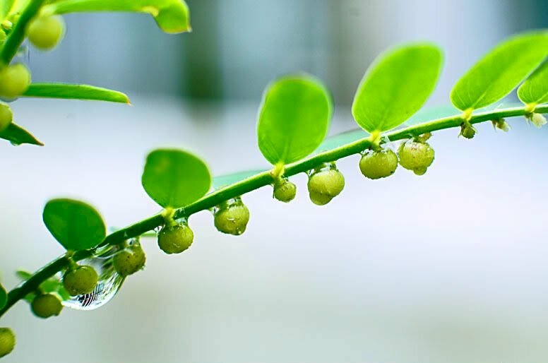 Hình ảnh quả cây chó đẻ mọc ở dưới lá