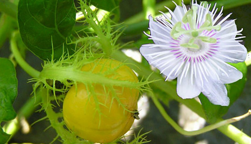 Hình ảnh quả lạc tiên chín vàng cùng hoa lạc tiên trắng