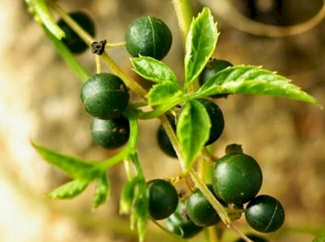 Ảnh quả giảo cổ lam có màu đen huyền