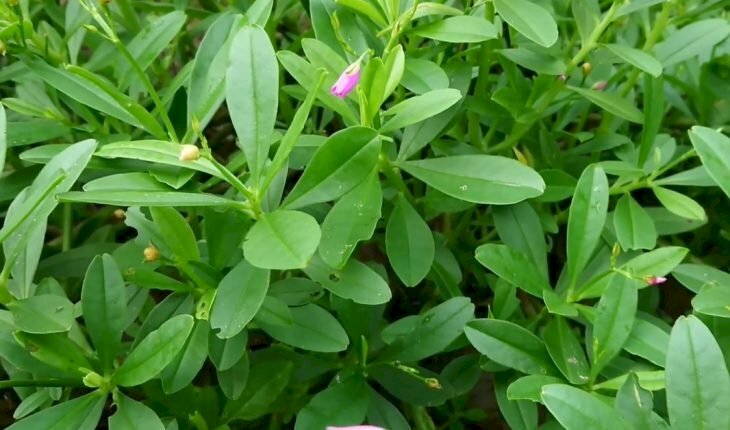 Hình ảnh và tác dụng của cây sâm đất bồi bổ cơ thể, giảm đau, tiêu viêm, hỗ trợ chữa trị nhiều bệnh lý khác nhau như sỏi thận,...