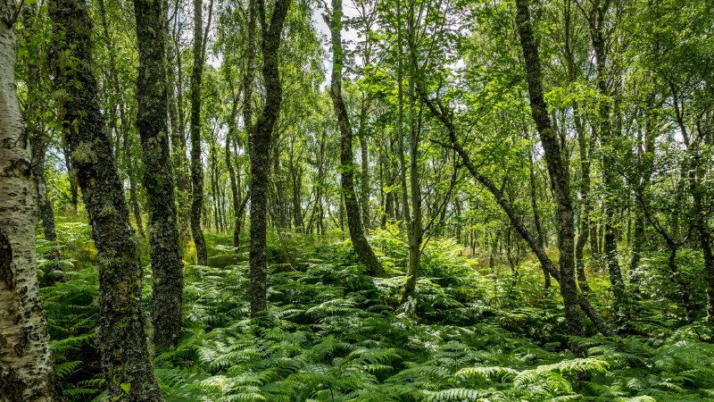 Hình ảnh rừng dương xỉ mọc dưới gốc cây tạo một màu xanh mát