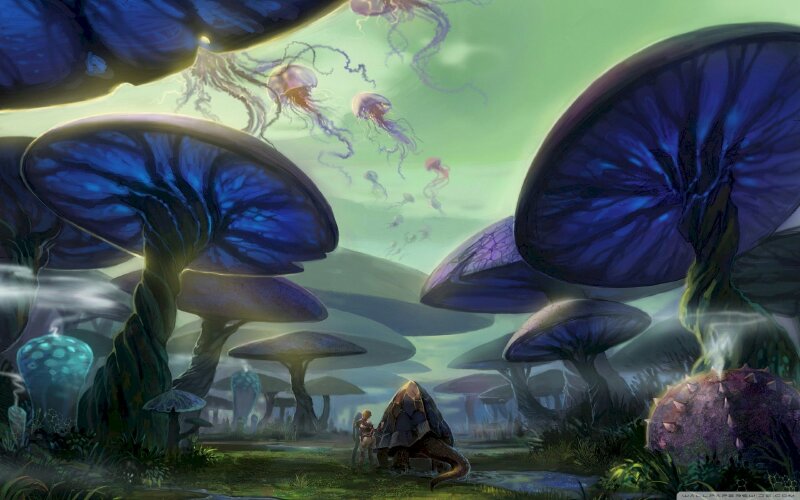 Hình ảnh rừng nấm dưới chiều mùa thu