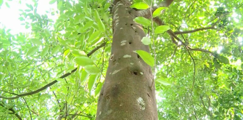 Hình ảnh thân cây gió bầu (cây dó bầu) hoặc cây trầm hương vì gỗ có thể tạo ra trầm hương mang lại giá trị kinh tế cao