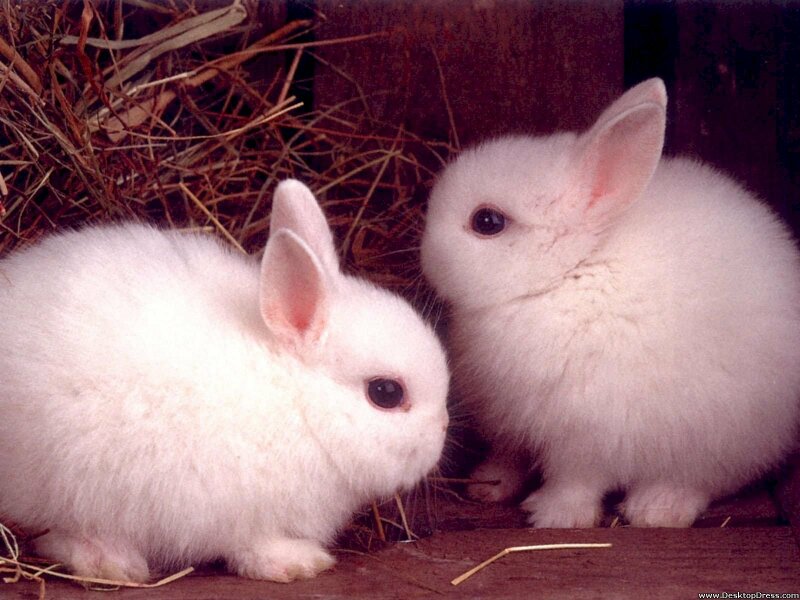 Hình nền 3 Chú Thỏ Có Khuôn Mặt Và đôi Mắt Màu Khác Nhau Với Một Số Bóng  Trên Nền, Hình ảnh Thỏ Hoạt Hình, Con Thỏ, Hoạt Hình Background Vector để