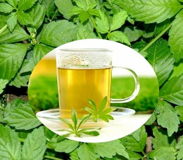 Hình ảnh giảo cổ lam được chế biến làm trà