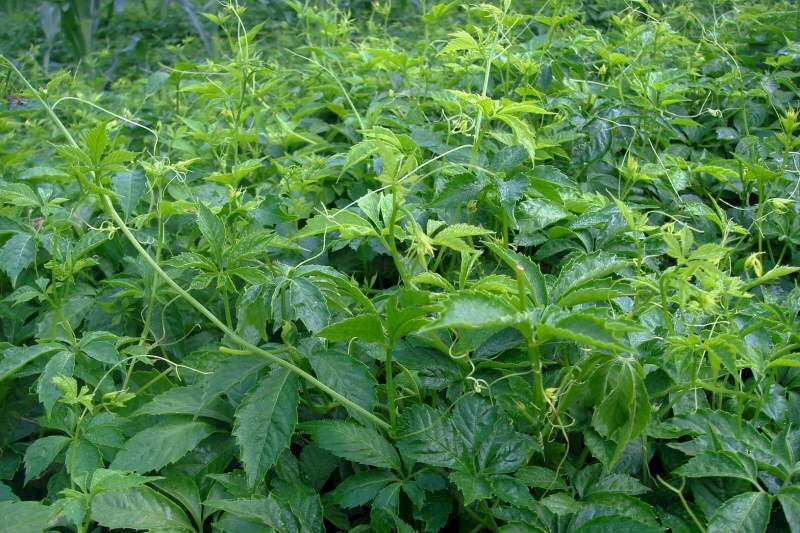 Hình ảnh cây thuốc giảo cổ lam có tác dụng ổn định đường huyết, tốt cho máu và tim mạch, chống ung thư, bảo vệ tốt cho gan