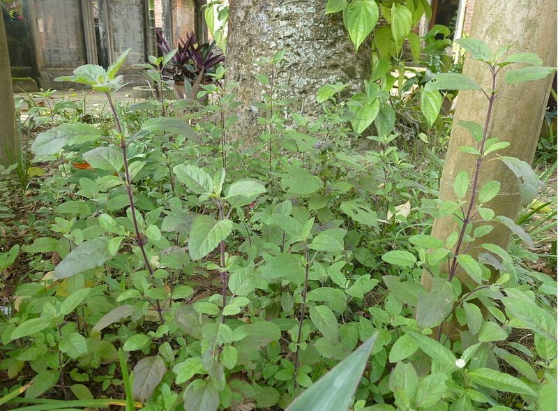 Ảnh vườn hương nhu trắng