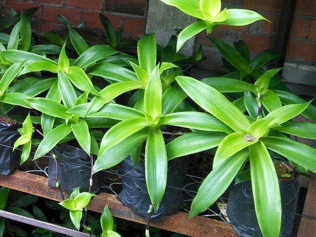 Hình ảnh vườn cây lược vàng được trồng trong chậu