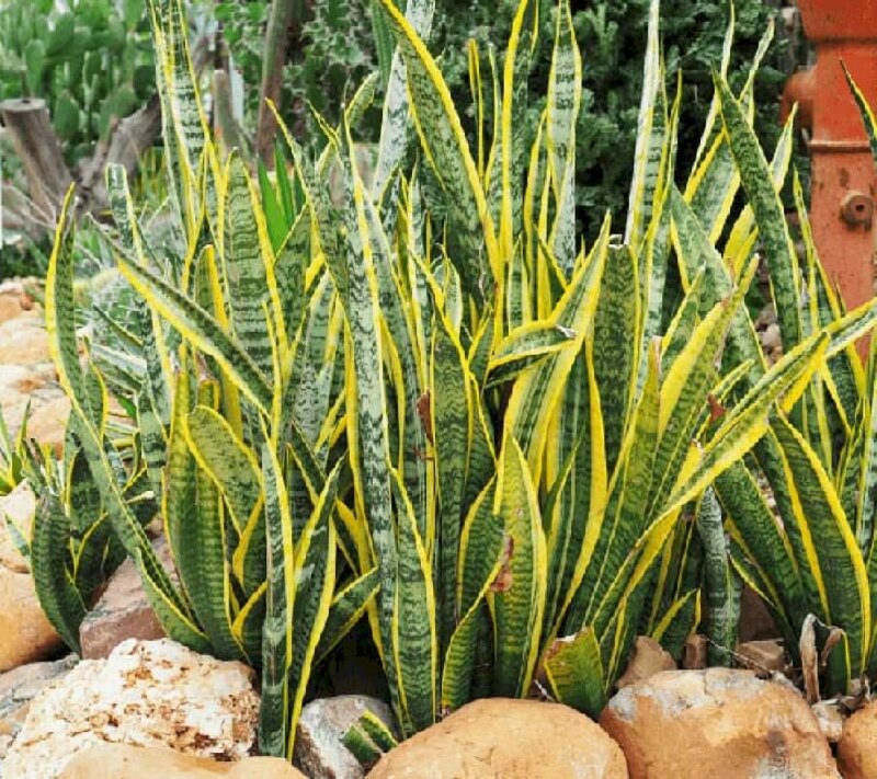 Hình ảnh các loại cây lưỡi hổ viền vàng trồng xung quanh nhà