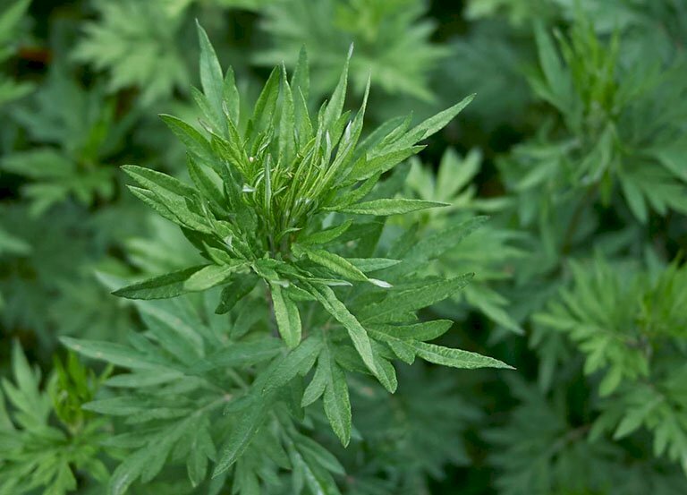 Hình ảnh ngọn cây ngải cứu trong vườn