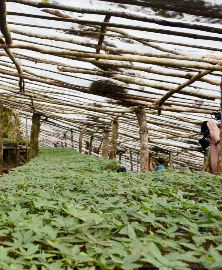 Hình ảnh vườn ươm cây sâm ngọc linh