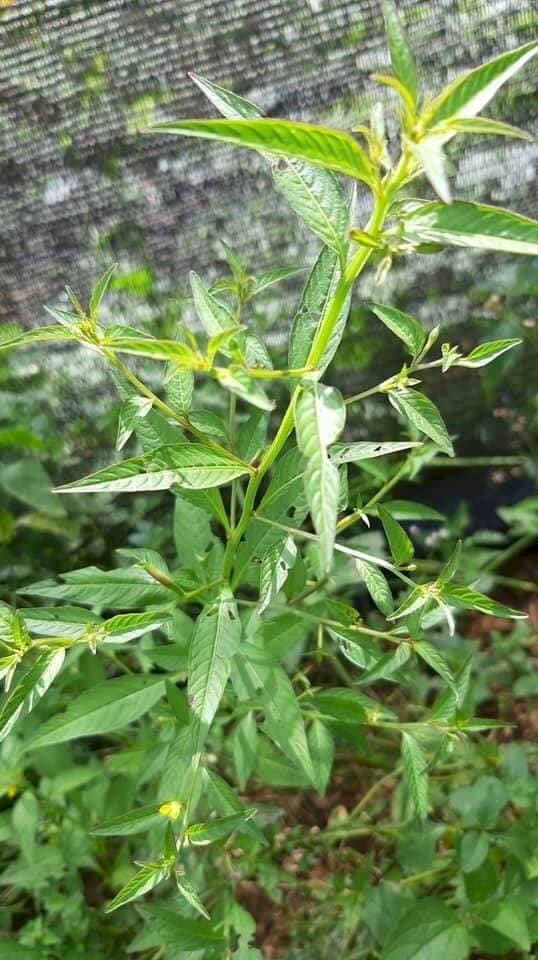 Hình ảnh vườn rau mương được trồng trong nhà lưới