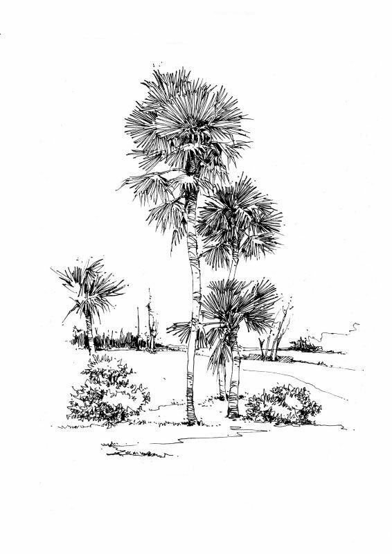 Hình vẽ cây cọ trắng đen đơn giản mà đẹp