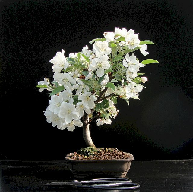 Hình ảnh bonsai cây hoa mai trắng nhỏ rỡ rực rỡ 