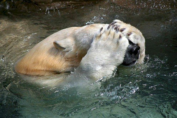 Ảnh gấu trắng buồn mệt mỏi vì cuộc sống 