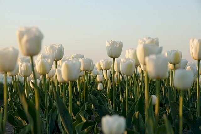Ảnh vườn hoa tulip trắng khoe sắc
