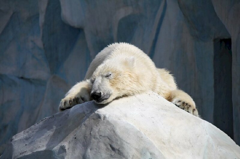 Ảnh gấu trắng buồn mệt mỏi nhắm mắt ngủ