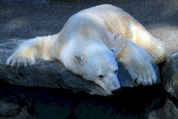 Ảnh gấu trắng buồn mệt mỏi nằm trên tảng đá