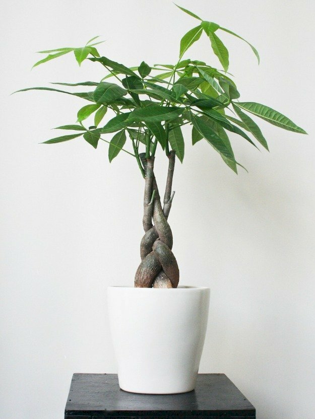 Cây kim ngân hay còn gọi là cây may mắn trang trí trong nhà hút tài lộc, may mắn cho gia chủ