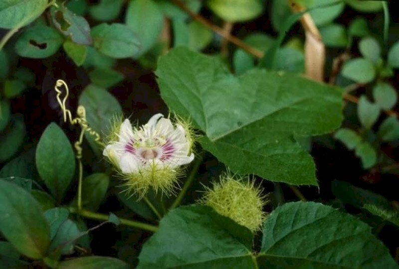 Hình ảnh cây lạc tiên hay còn gọi là nhãn lòng, bông hoa trắng xinh giữa những chùm lá xanh