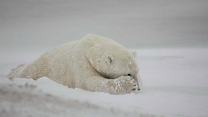 Ảnh gấu trắng buồn khóc nằm trên tuyết 