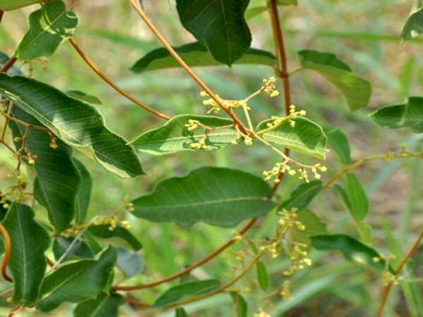 Hình ảnh nhánh hoa hà thu ô chưa nở