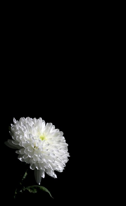 101 hình ảnh hoa trắng đẹp nhất tải miễn phí