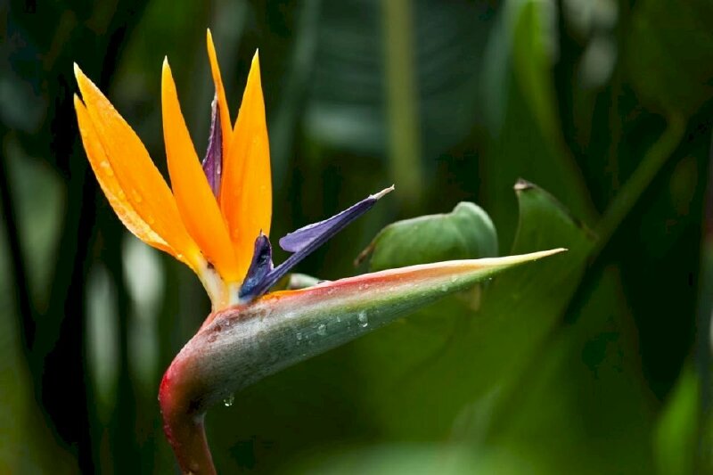 Hình ảnh hoa thiên điểu mang lại thành công cho gia chủ