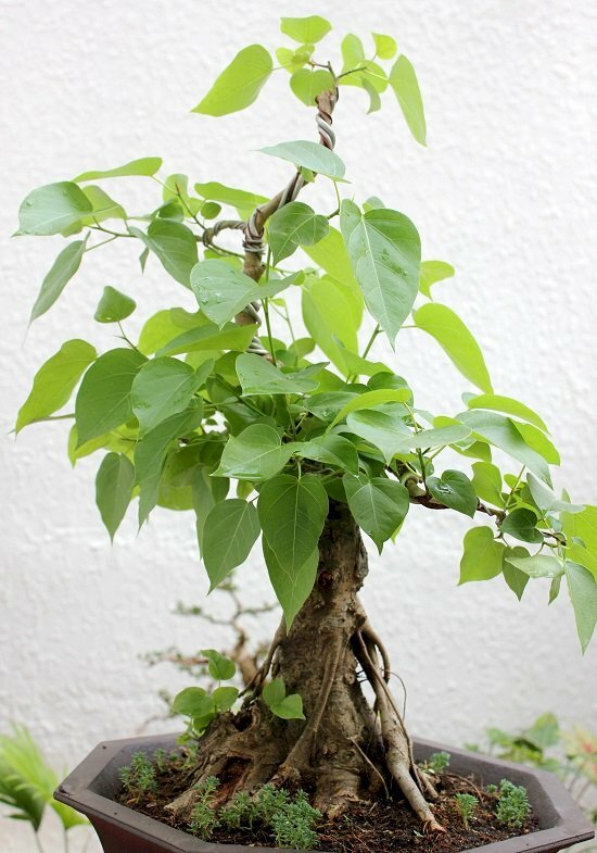 Hình ảnh cây bồ đề đẹp với tuyệt tác tạo hình bonsai nghệ thuật