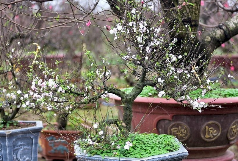 Hình ảnh cây nhất chi mai bonsai tuyệt đẹp