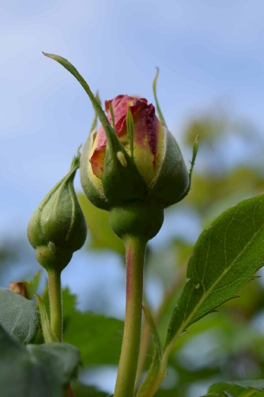 Hình ảnh những nụ hồng vươn mình đón ngày mới