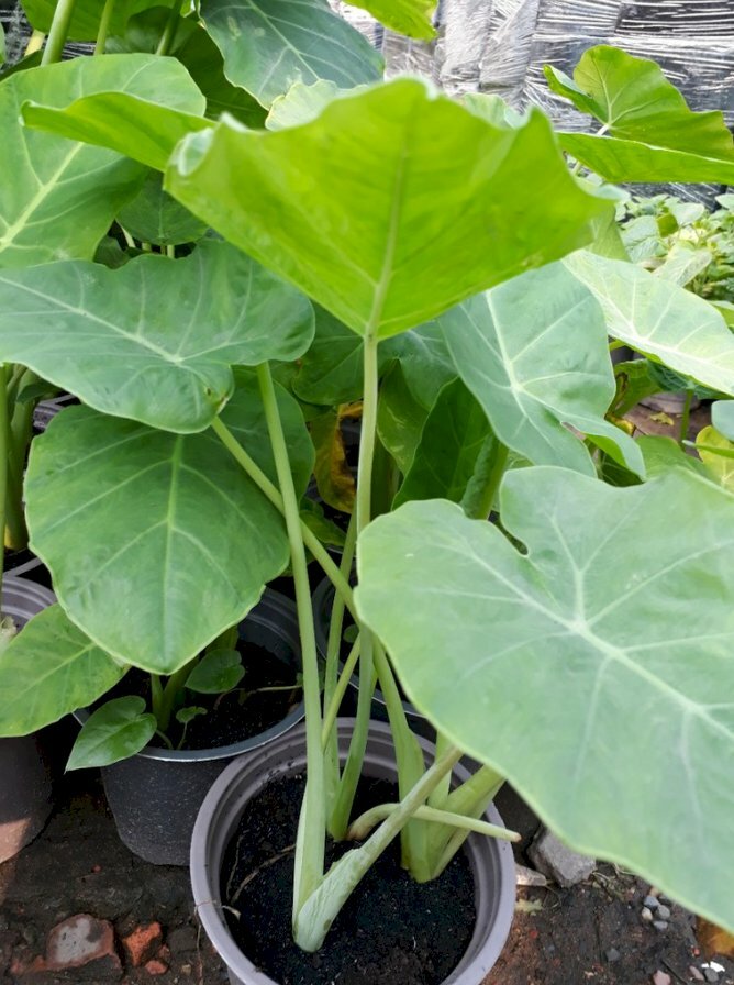 Hình ảnh cây dọc mùng (bạc hà) là loài rau được nhiều bà con Nam Bộ ưa chuộng