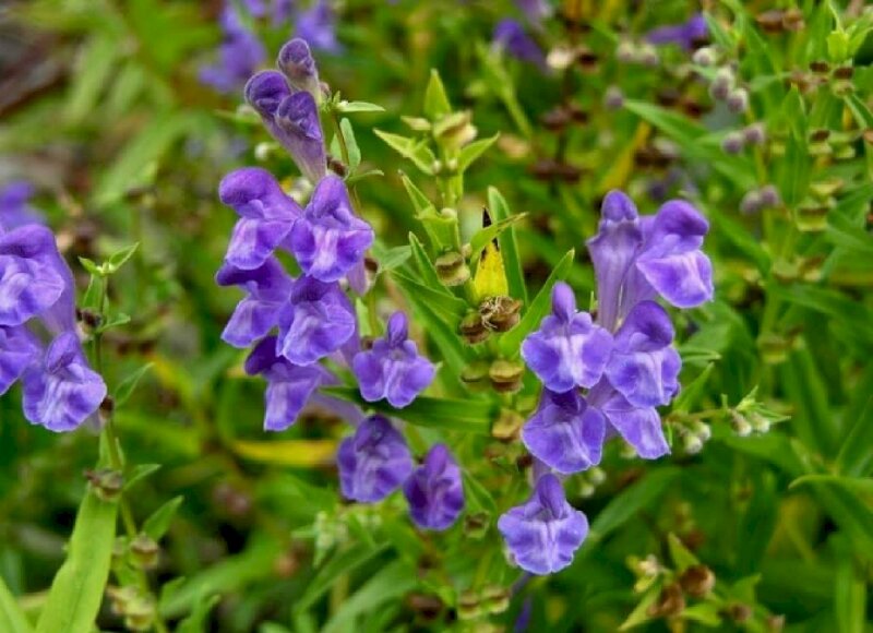 Hình ảnh cây thuốc nam bán chi liên có tác dụng phòng ngừa, hỗ trợ điều trị ung thư, kháng khuẩn, tăng cường hệ miễn dịch