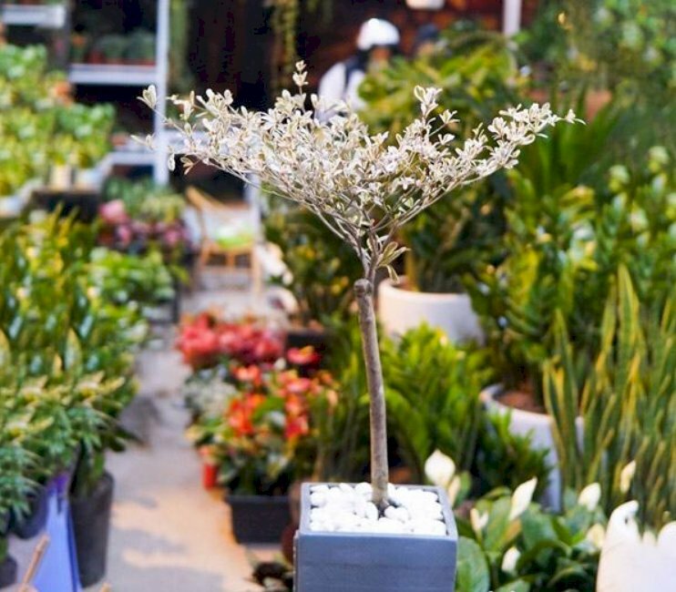 Hình ảnh cây bàng non giống từ Nhật Bản