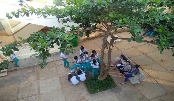 Hình ảnh cây bàng xòe rộng tán cây che mát sân trường 