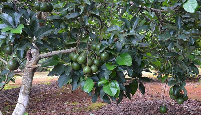 Hình ảnh cây bơ booth cho quả nẵng trĩu cành