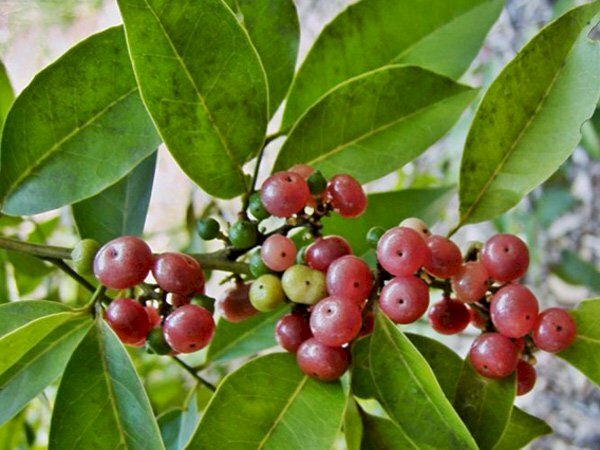 Hình ảnh cây bưởi bung cho quả có màu đỏ