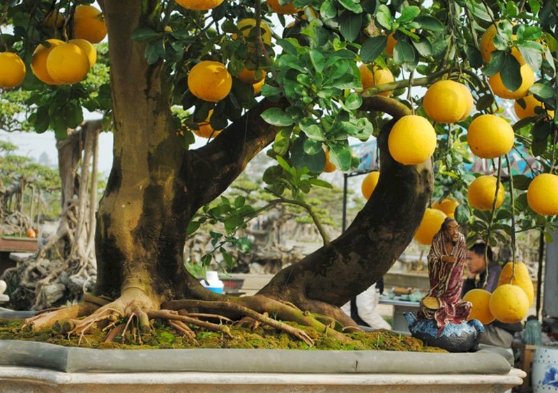 Hình ảnh rễ cây bưởi diễn to và bám sâu vào đất