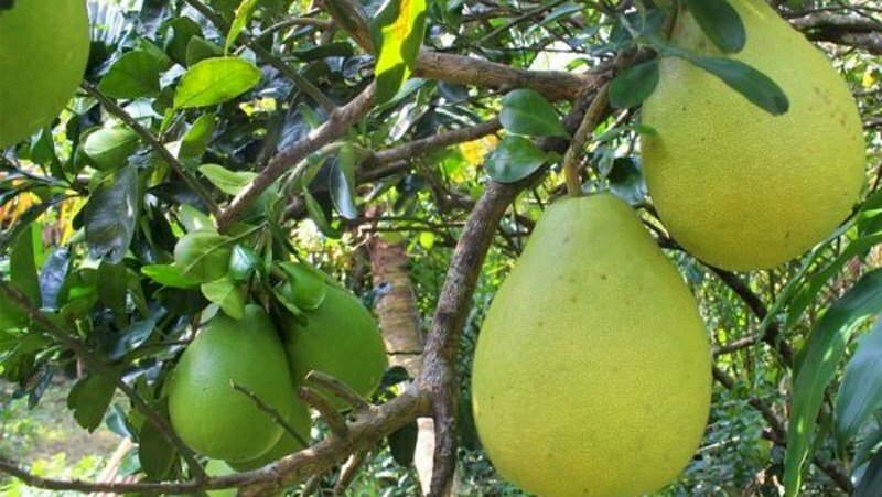 Hình ảnh những chùm quả bưởi năm roi trên những tán cây